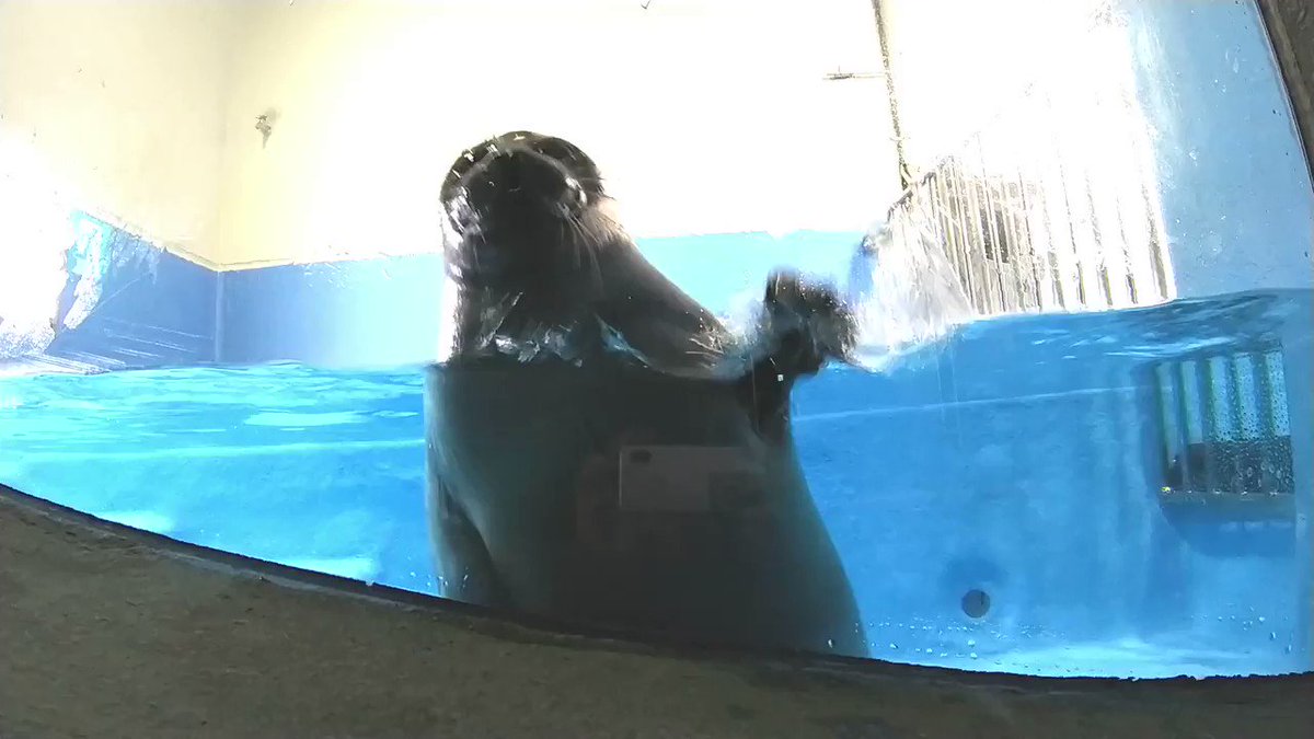 おじさん顔 で注目のアザラシ ニコ 一般公開スタート 鳥羽水族館 動物のリアルを伝えるwebメディア Reanimal