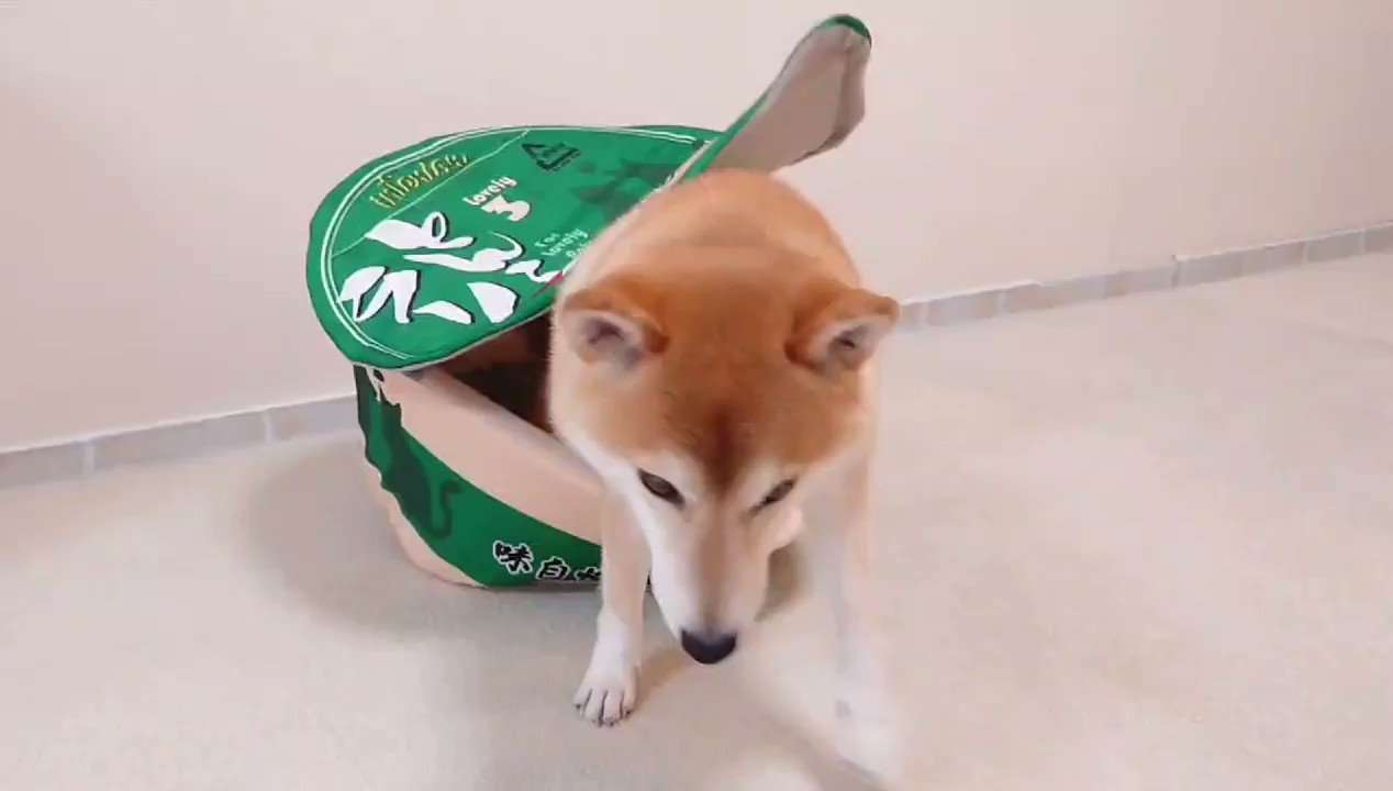 柴犬チャーミー Shiba Charmy Twitter