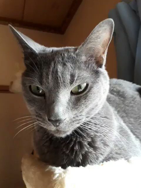 ロシアンブルー様⁎⁺˳ ロシアンブルーのシアン🐈‍⬛ on X