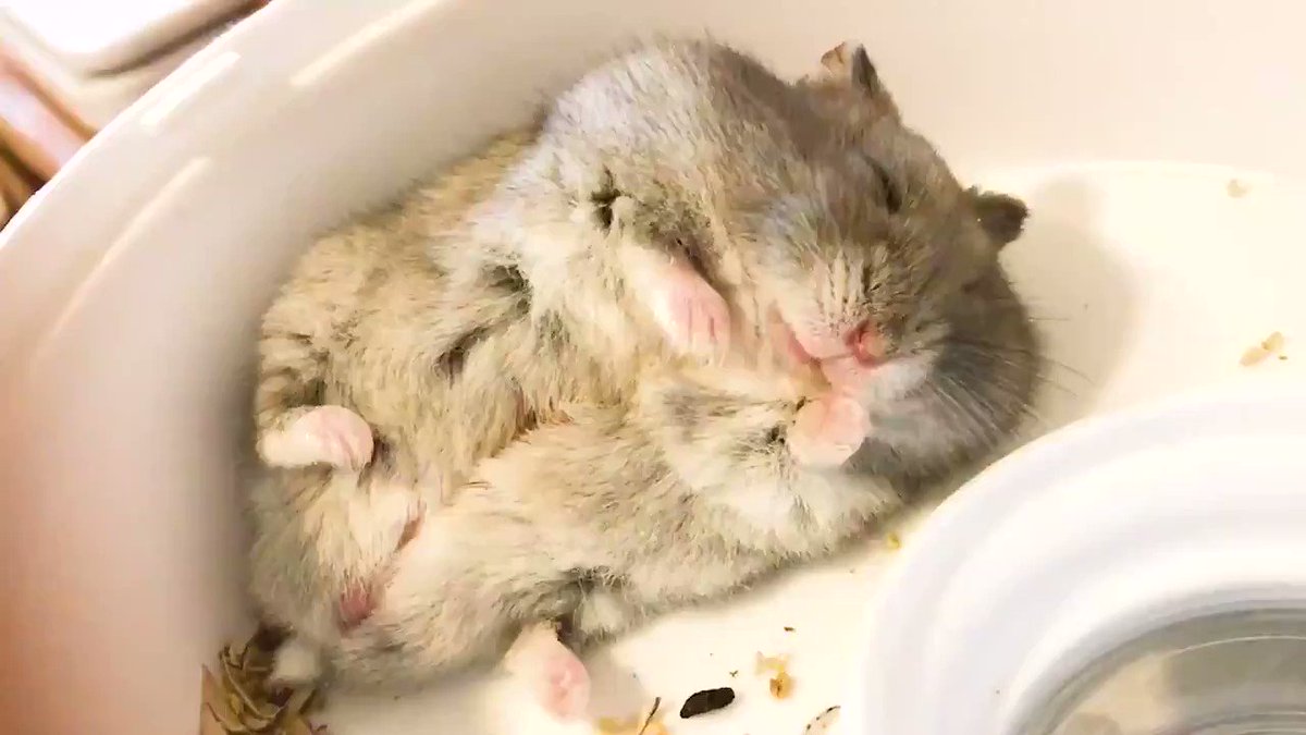 もぐもぐむにゃむにゃ🐹
夢の中でひまわりの種を食べるハムスター 「ハッ……夢かあ……」と目を覚ます表情がかわいい - https://t.co/nhOEgGhLj6 @itm_nlabzoo https://t.co/QVGrcOLgPh