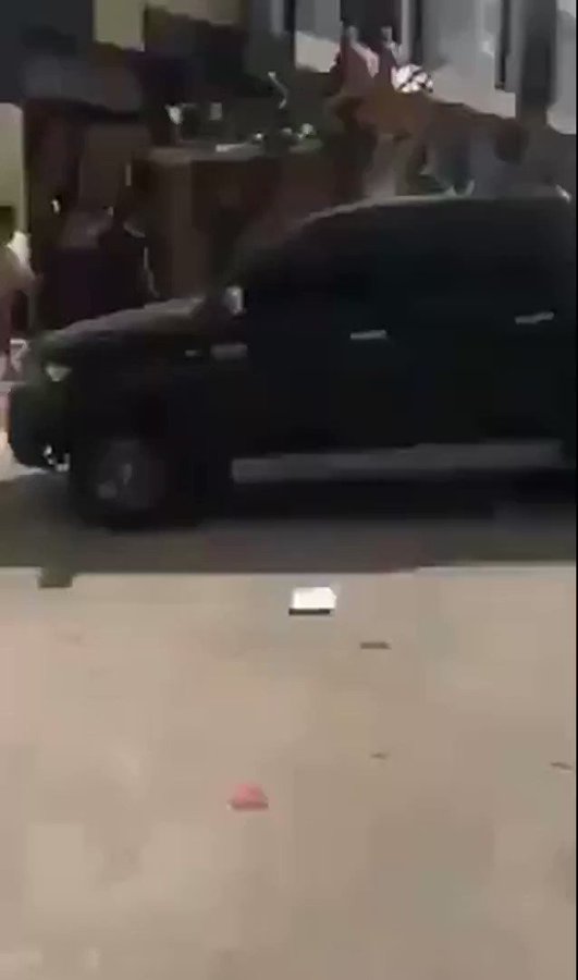 Ενσωματωμένο βίντεο