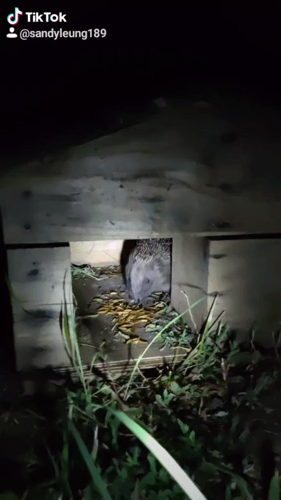 The hedgehog keeps coming back to my garden #hedgehog #nature #wildanimal pic.twitter.com/WmAMgSk0sd