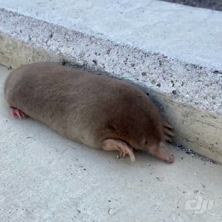 なんとも可愛らしいモグラ 凄い勢いで土を掘る 話題の画像プラス なんとも可愛らしいモグラ 凄い勢いで土を掘る 話題の画像プラス