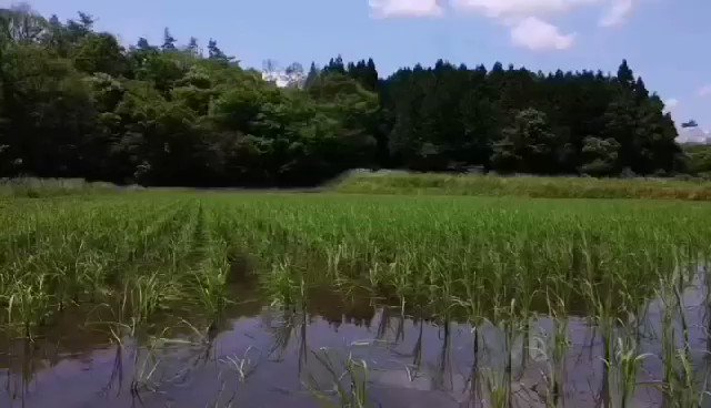 The planting of this year's Hattan-so 八反草 rice is now finished. As Fukucho in Akitsu, Hiroshima is the only Kura in the world to use this ancient heirloom rice, these fields are very special indeed. Can't wait to go back in early autumn and see how tall the stalks are. https://t.co/1YfWvSSSH8