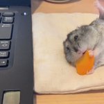 可愛すぎて仕事に集中出来ない？!リラックスしながら人参を食べ続けるハムスターの動画が癒される!