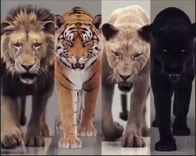 最多情報局 大型ネコ科動物かっこよすぎる T Co Ocivwfp2qt Twitter