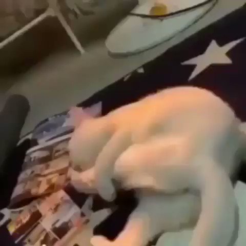 Cursed Cat - Imgflip