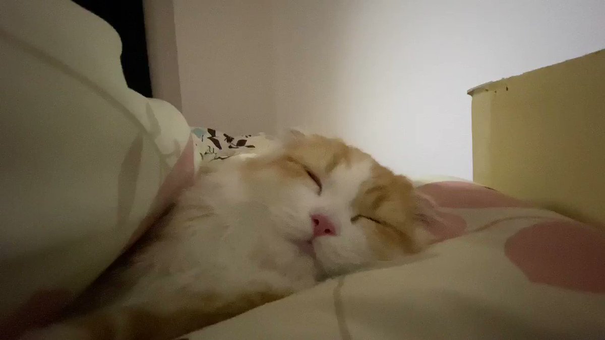 猫いびき