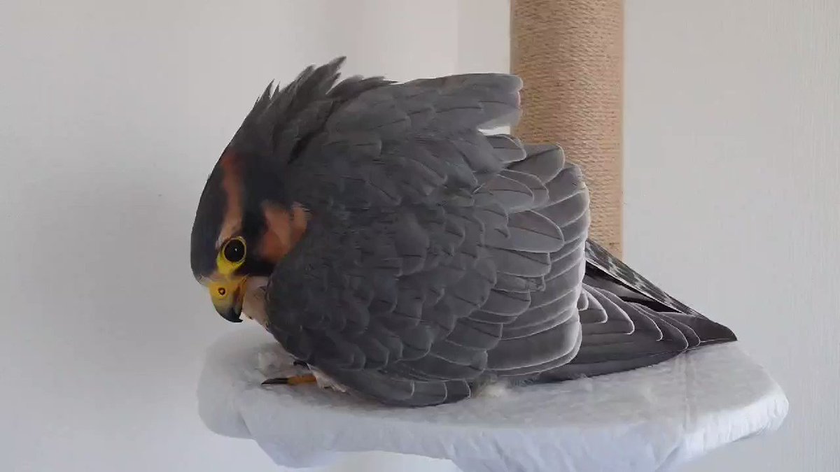 卵を温めているのかと思いきや？飼い主さんからご飯を守ってたｗｗ