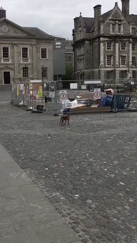 Francesca (@FranORafferty) on Twitter photo 10/06/2020 10:20:31 @L_Acadia @tcddublin Foxes footage courtesy of @DHRooney @L_Acadia @tcddublin Foxes footage courtesy of @DHRooney