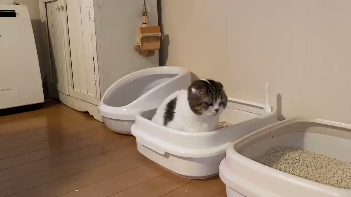 トイレに入っている猫を盗撮www飼い主の迷惑な行動に目からビームをだすwww