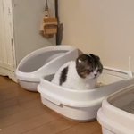 トイレに入っている猫を盗撮!飼い主の迷惑な行動に目からビームをだす!