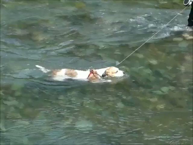 水泳犬のtwitterイラスト検索結果 古い順