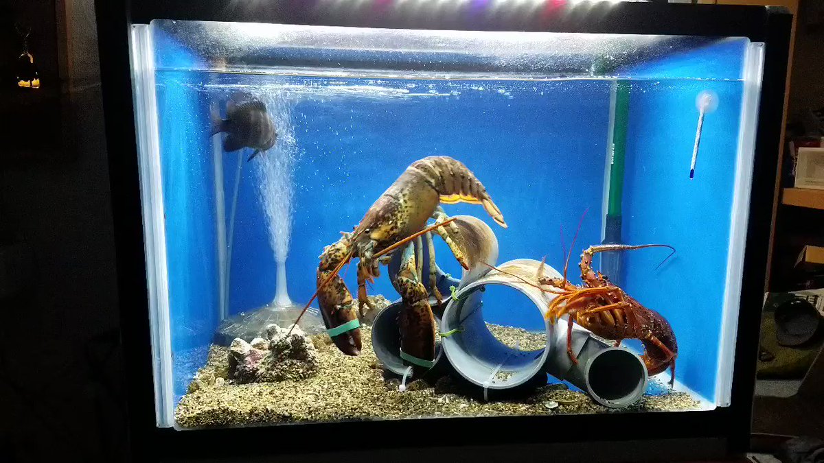 タダヒロ 手渡し NEC 魚八景ジュニア SJ1010-02 リモコン無 - テレビ タダヒロ 手渡し NEC 魚八景ジュニア SJ1010-02 リモコン無 - テレビ