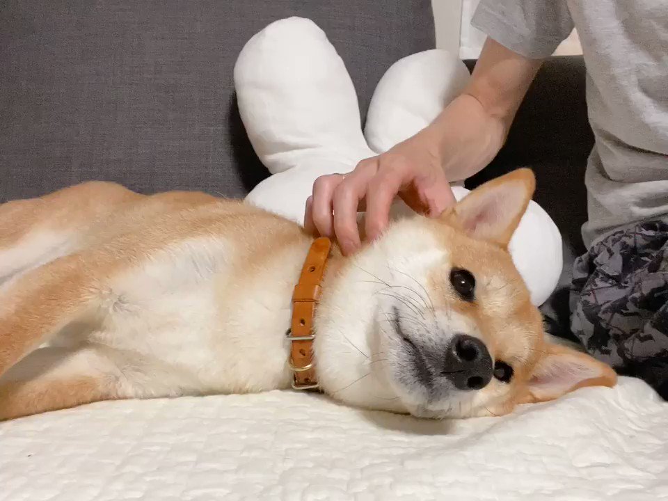 ついふぁん 柴犬りんご郎さんの人気ツイート
