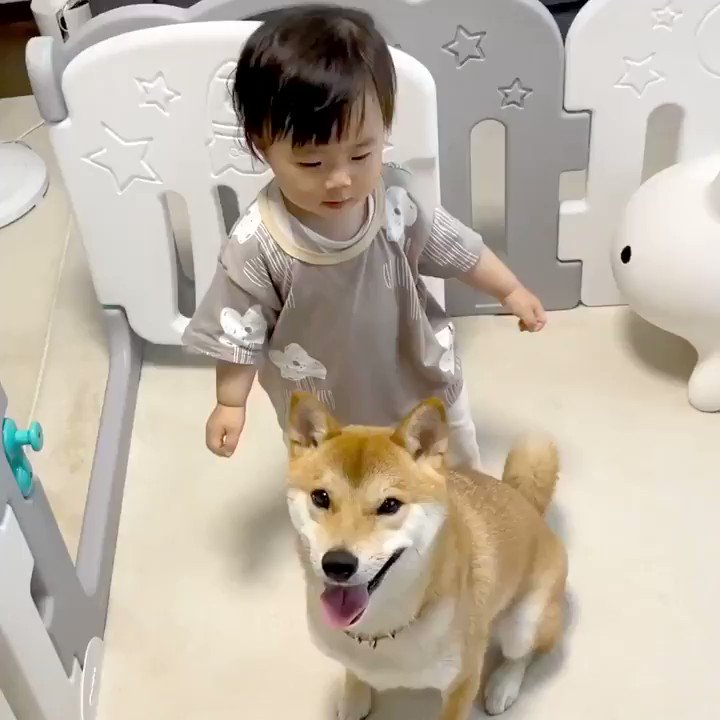柴犬りんご郎 柴犬の抱き心地のよさに気づいてしまった娘