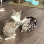 年下の猫さんにおでこをポンされて ムカつくけどやり返せない になっている動画から見る猫社会 顔と尻尾の反応 Togetter