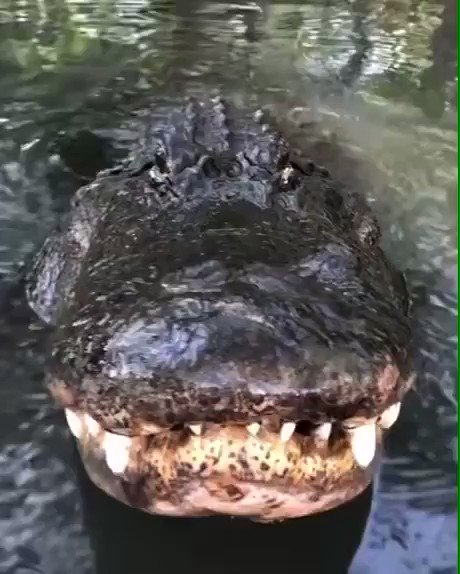 The sound of a dinosaur.. 😱
The American alligator 🐊
🎥 Via 9GAG, unknown https://t.co/abSkXtxjW3