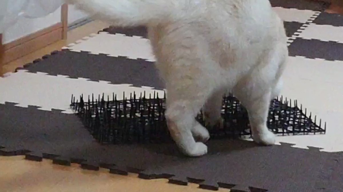 野良猫侵入対策の決定版 簡単設置で効果絶大 ニャンガード をご紹介 イノホイ オンラインショップ