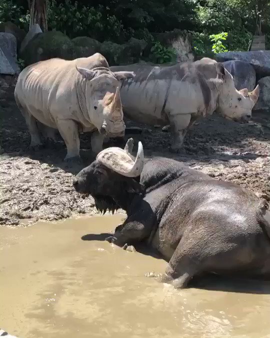 群馬サファリパーク 水たまりで体を冷やすアフリカスイギュウのグッチくん サイが順番待ちをしています 笑 サイ の方が体も大きいし 2対1の構図ですが アフリカスイギュウの方が度胸があるので臆病なサイはスイギュウがいなくなるまで待ちます 群馬 群馬サファリパーク 水たまりで体を冷やすアフリカスイギュウのグッチくん サイが順番待ちをしています 笑 サイ の方が体も大きいし 2対1の構図ですが アフリカスイギュウの方が度胸があるので臆病なサイはスイギュウがいなくなるまで待ちます 群馬