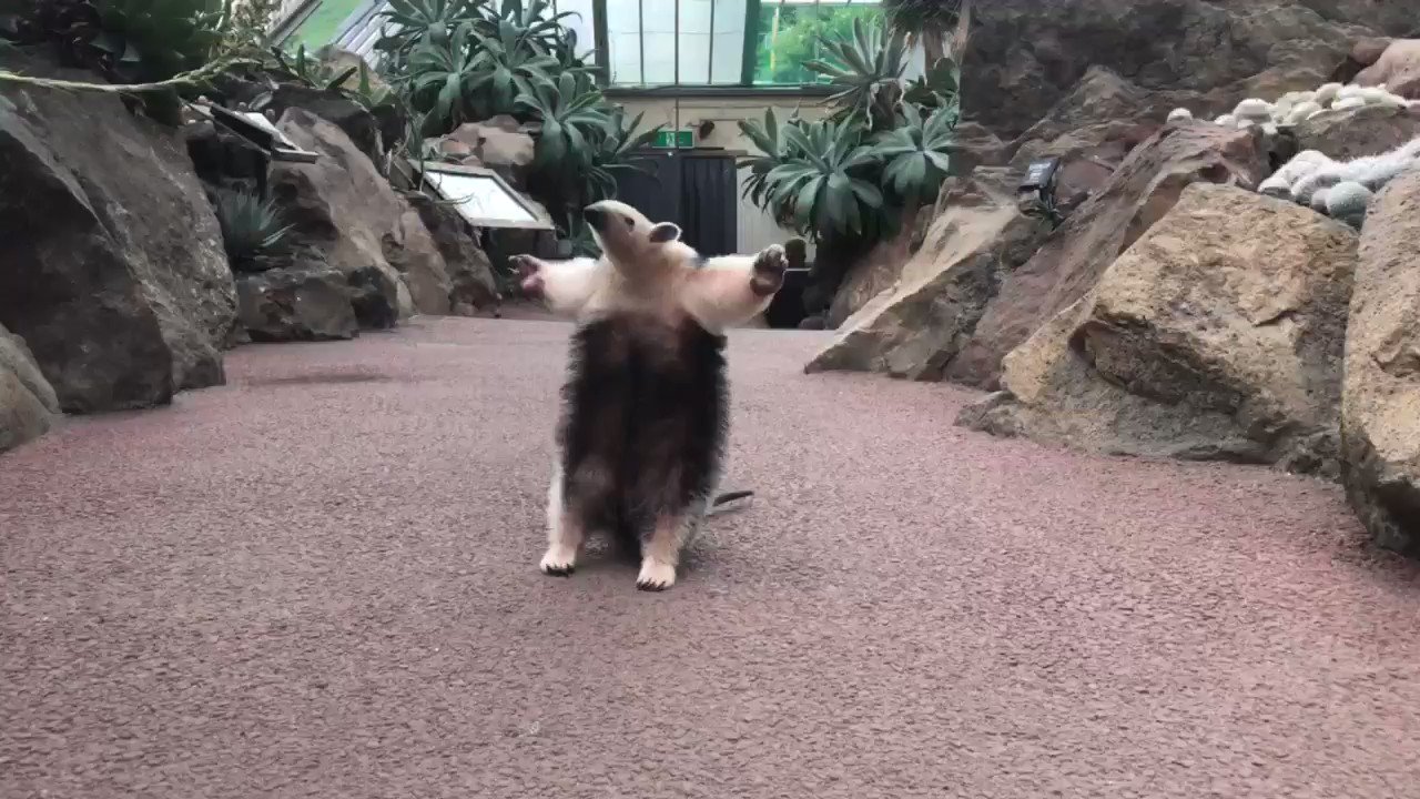伊豆シャボテン動物公園グループ 公式 好奇心旺盛なミナミコアリクイのトトくんです 伊豆シャボテン動物公園 ミナミコアリクイ トトくん 威嚇ポーズ 可愛い 威嚇に夢中 T Co Oy6lpl5yhk Twitter
