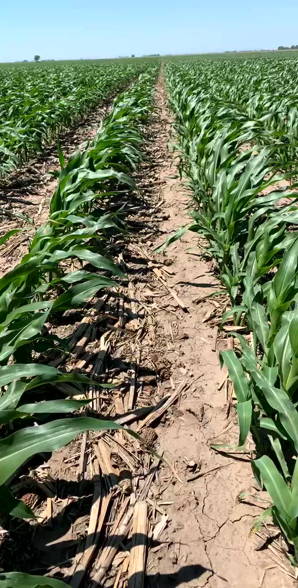 Went from #notill to #strip till this year on this farm to help us with stand establishment. It’s the 5th consecutive year of corn. Love seeing the moisture under the residue still, after 2 hot, windy weeks in NE. Need a rain anytime, but glad to see it still is in decent shape! https://t.co/GSJjrHB7G6