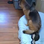 猫が犬のおしりの下敷きに～ｗどうにも逃げれない!