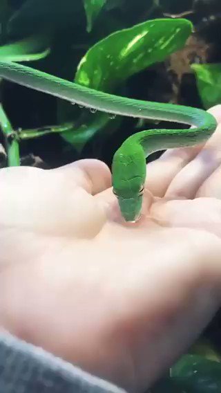 Snake sipping in some water. Tongue doesn’t help a snake get water.  It is said that they depress their jaws creating negative pressure to draw the 