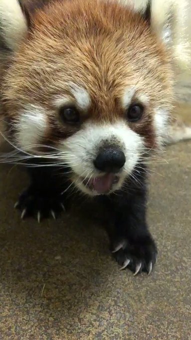千葉市動物公園 の評価や評判 感想など みんなの反応を1週間ごとにまとめて紹介 ついラン