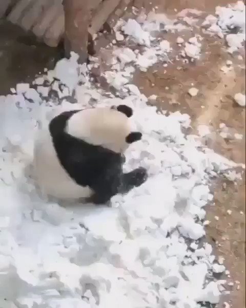 中に人間が入っているみたいｗｗでんぐり返しで転がってくパンダｗｗ
