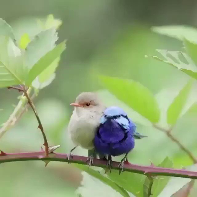 / Twitter