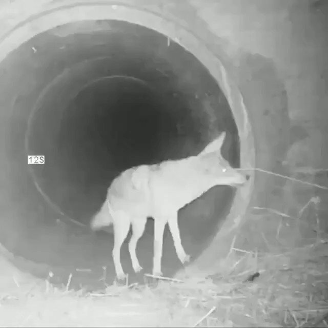 En Californie, a été filmé, un coyote et un blaireau qui traversent ensemble un tunnel sous une autoroute 🥰. https://t.co/gUXCtsHKVr