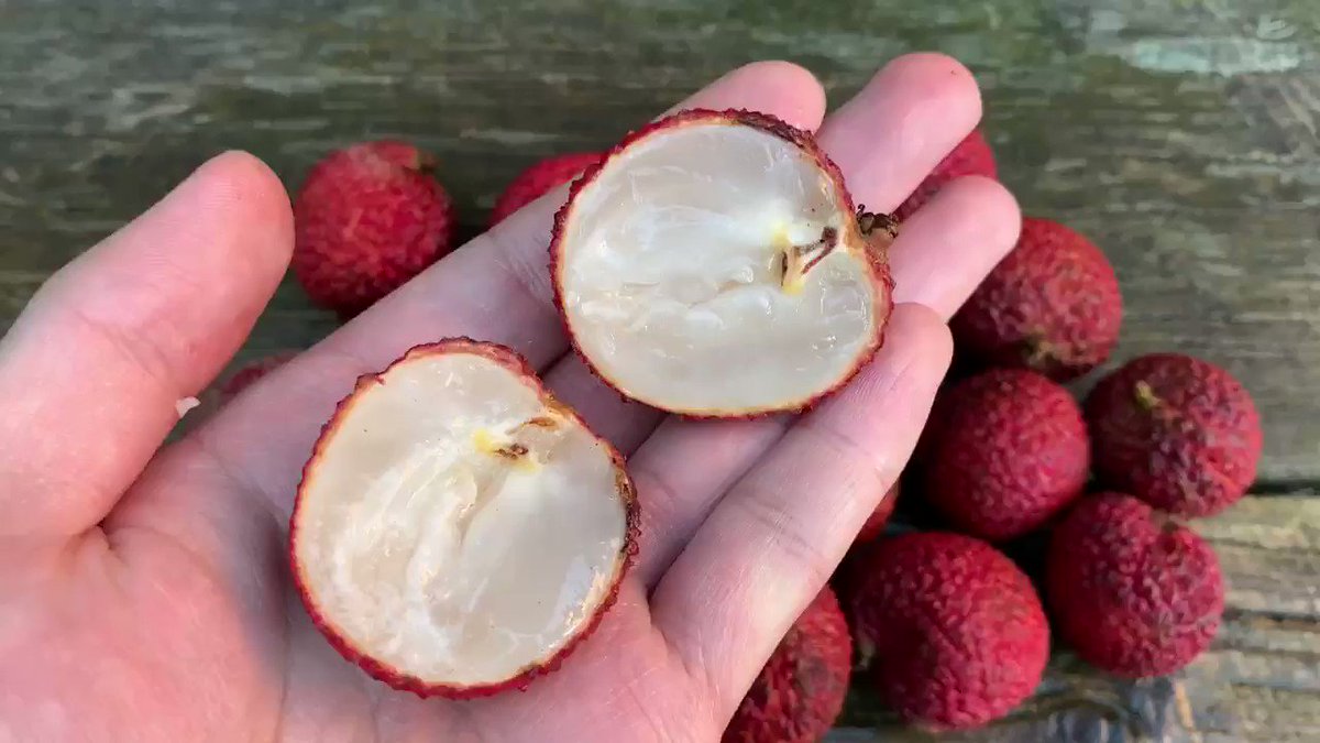 中国産の種無しライチ特集 食べてみた感想や単為結果について解説 野菜ソムリエ Hiro のベジフルポケット