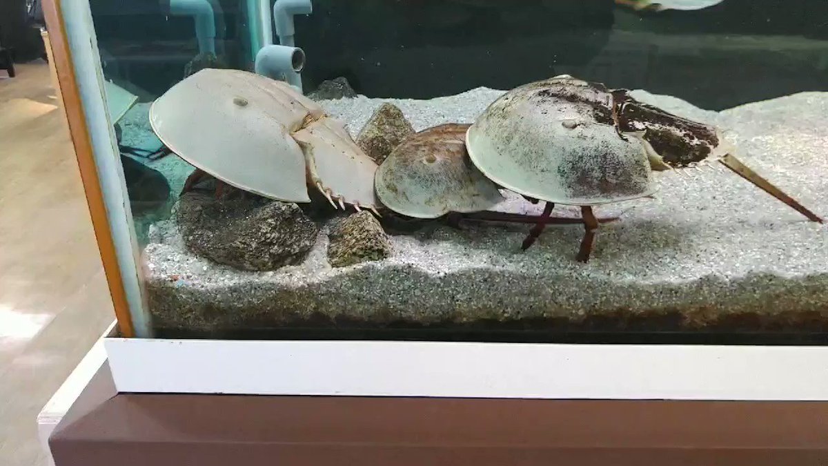 それほど強くもなく 賢くもなく 変化もせず生き残ってしまった生物がこちらです Togetter それほど強くもなく 賢くもなく 変化もせず生き残ってしまった生物がこちらです Togetter