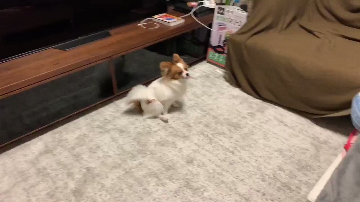 アポロ 去勢手術跡が痒い犬 なぜかお尻歩きするとき舌をペロペロする 調べてもらったけど肛門腺じゃなく縫った跡が気になってしてるみたい パピヨン 犬好きさんと繋がりたい