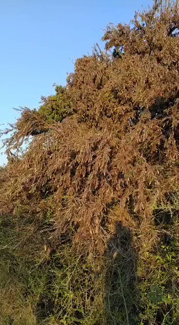 Vídeo incorporado