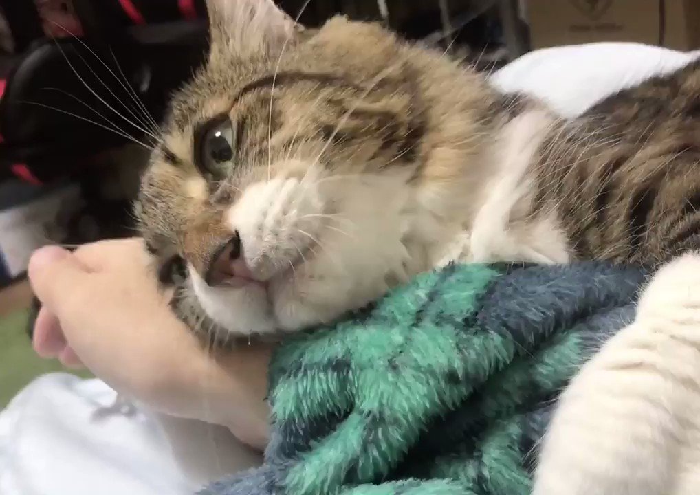 ぅにゃぁにゃぁうにゃぁにゃぅ 猫のヤマダくん 飼い主の腕をハグしながらお歌を歌う究極のかわいいスタイルに ねとらぼ ぅにゃぁにゃぁうにゃぁにゃぅ 猫のヤマダくん 飼い主の腕をハグしながらお歌を歌う究極のかわいいスタイルに ねとらぼ