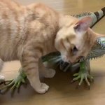 このイボイボが気持ちいいニャー!イボイボの正体とは!？
