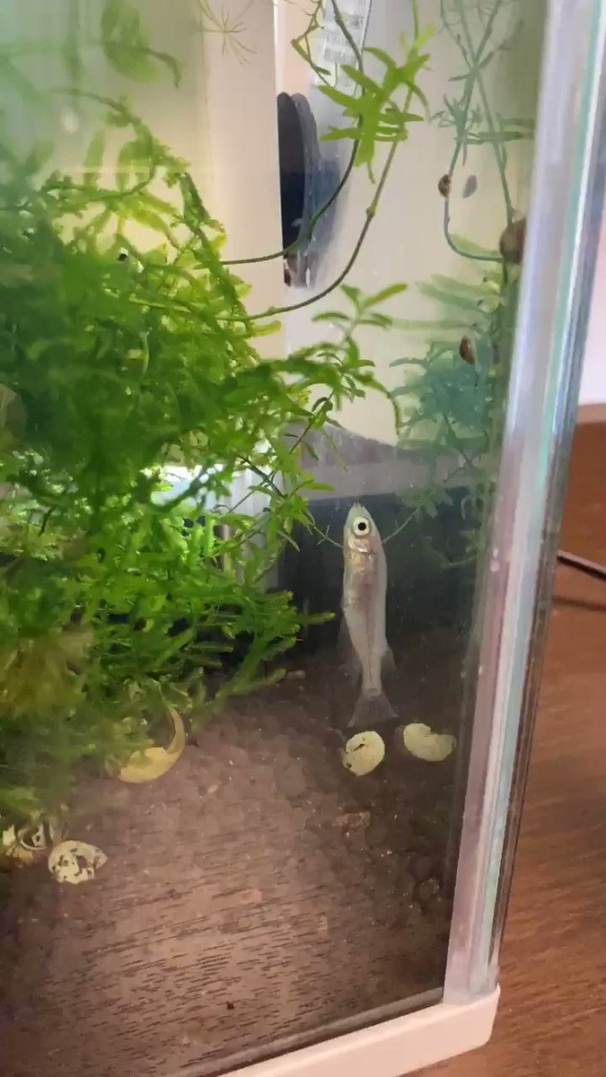 原因不明の立ち泳ぎ 治療法は メダカが頭を上にして立ち泳ぎをしている 治すには隔離して見守ってあげること しょーとかっとブログ