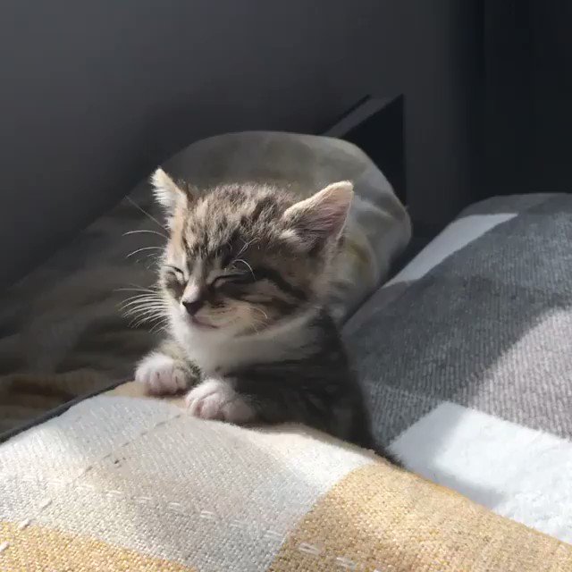 「うとうと」という表現がぴったり？！とても眠そうな猫に癒される！