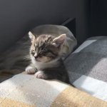 「うとうと」という表現がぴったり？!とても眠そうな猫に癒される!