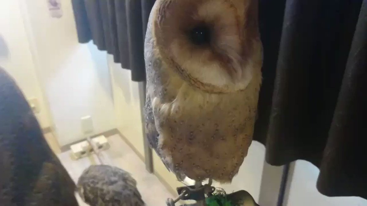 格闘梟 Cafe Bar ふくろうの里吉祥寺 フクロウは ホーホー 鳴くイメージですが メンフクロウはちょっと変わった鳴き声 をしています ギャー や ガー といったところでしょうか ちなみにナジームのこの鳴きかたは ごはーん ごはんちょうだーい