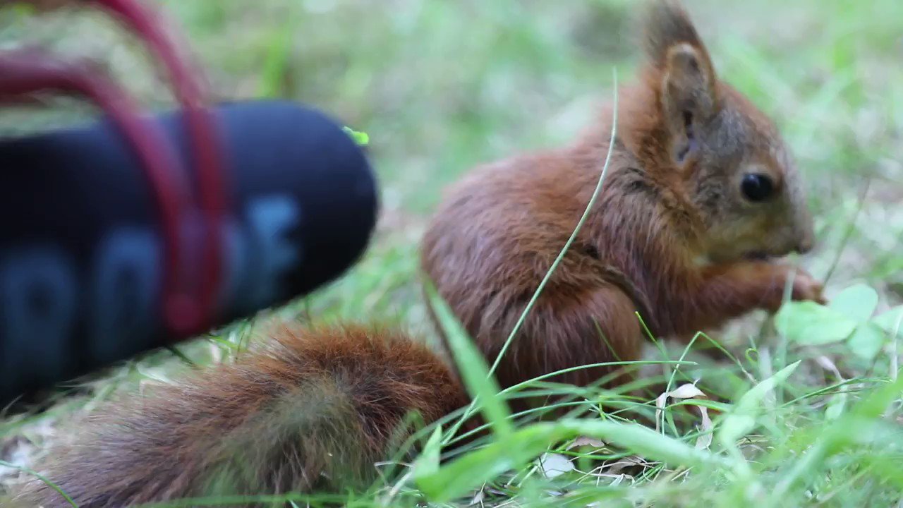 Dani Connor Wild 🐿 on Twitter: "I put my microphone in front of a 7 week  old baby red squirrel. https://t.co/JrRRvE9ngN" / Twitter
