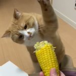 なぜか、とうもろこしをめちゃくちゃ叩きまくる猫!