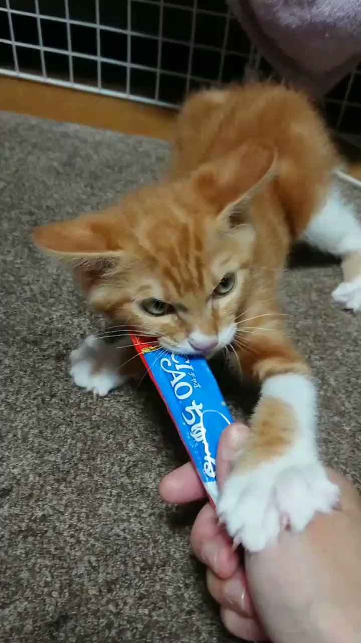 りく ちゅーるをあげると凶暴になる このあと ちゅーるは奪われました 猫 Ciaoちゅーる いなば 凶暴 猫あるある T Co Ofosgpnest Twitter
