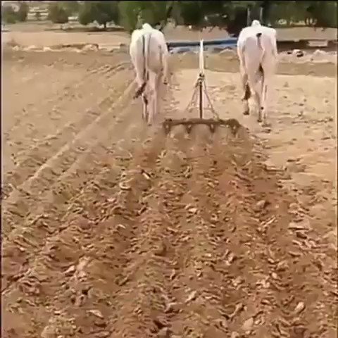 Their training shows that their owner must either be a Ex-serviceman or a ex- Policeman 😊👌 https://t.co/5SqJIva1WA