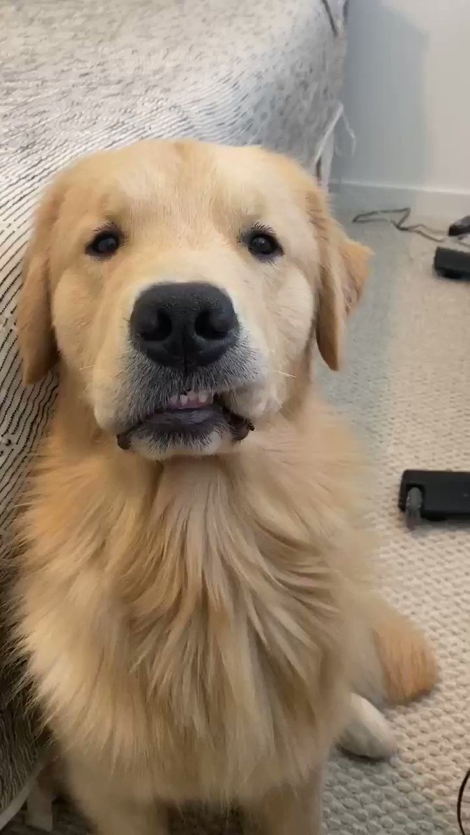 His mhlemer got stuck #goldenretriever #mhlem #dog https://t.co/R1t9GLiTiL