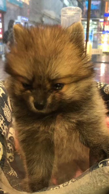 犬好き の評価や評判 感想など みんなの反応を1時間ごとにまとめて紹介 ついラン