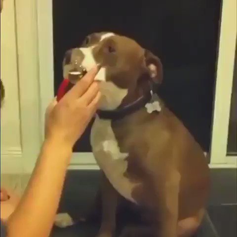 And the best acting award goes to.........😂

#doglovers   #pitbull  #Dog https://t.co/PyvPiP6eCD