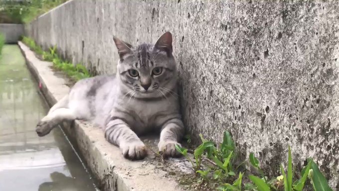 水辺に寝そべる優雅な猫さんのサムネイル画像